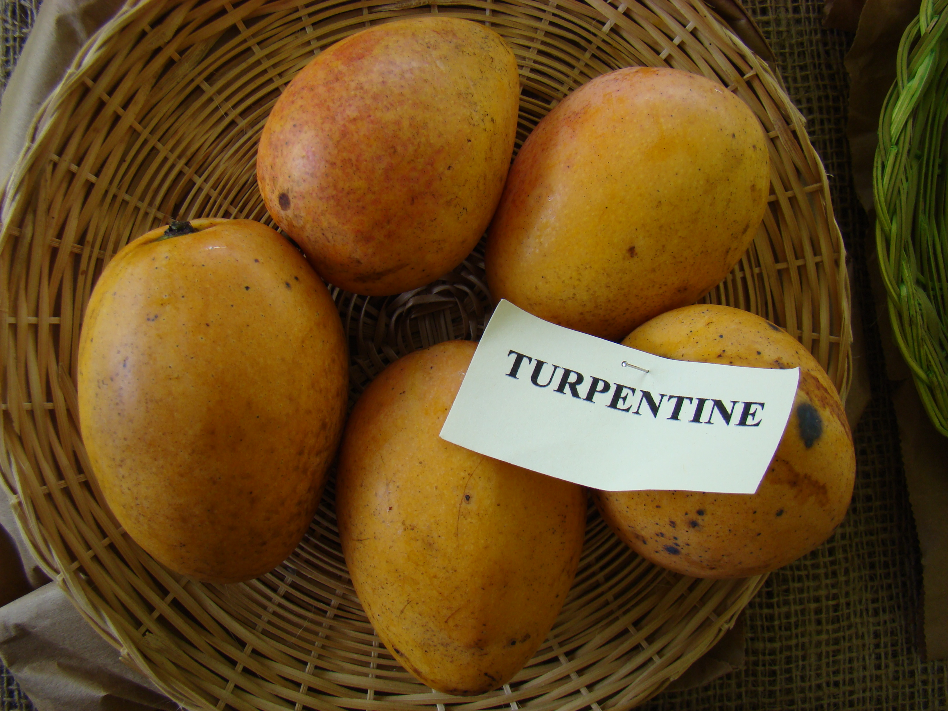 Mango Turpentine Asit fs8