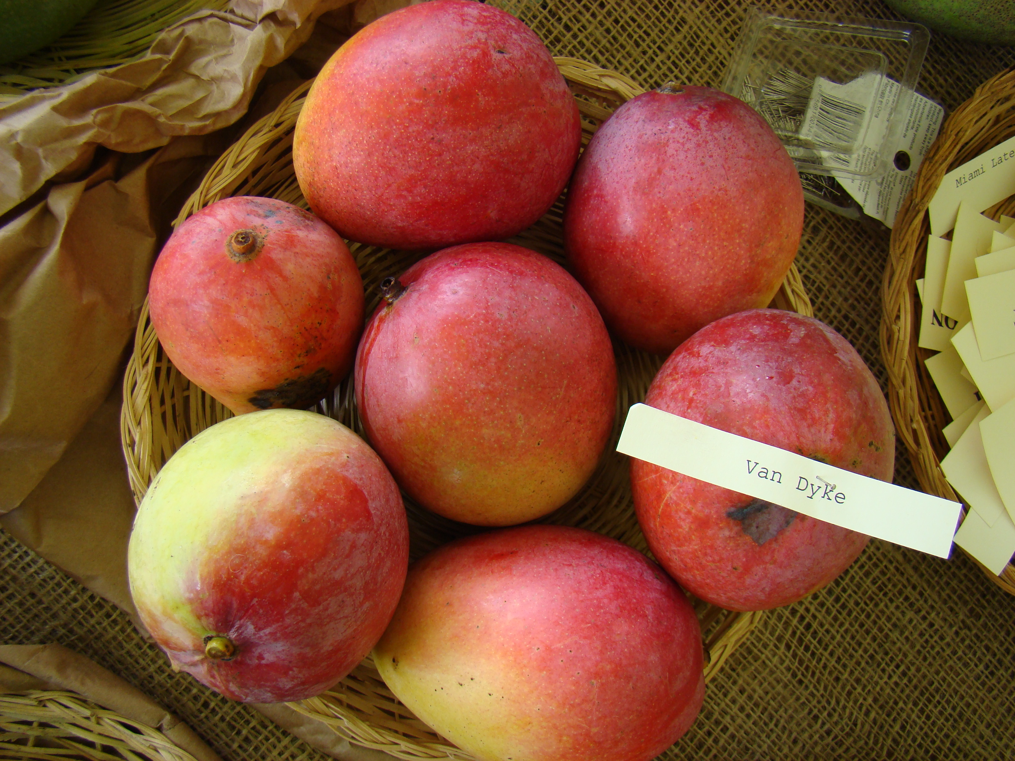 Mango VanDyke Asit fs8
