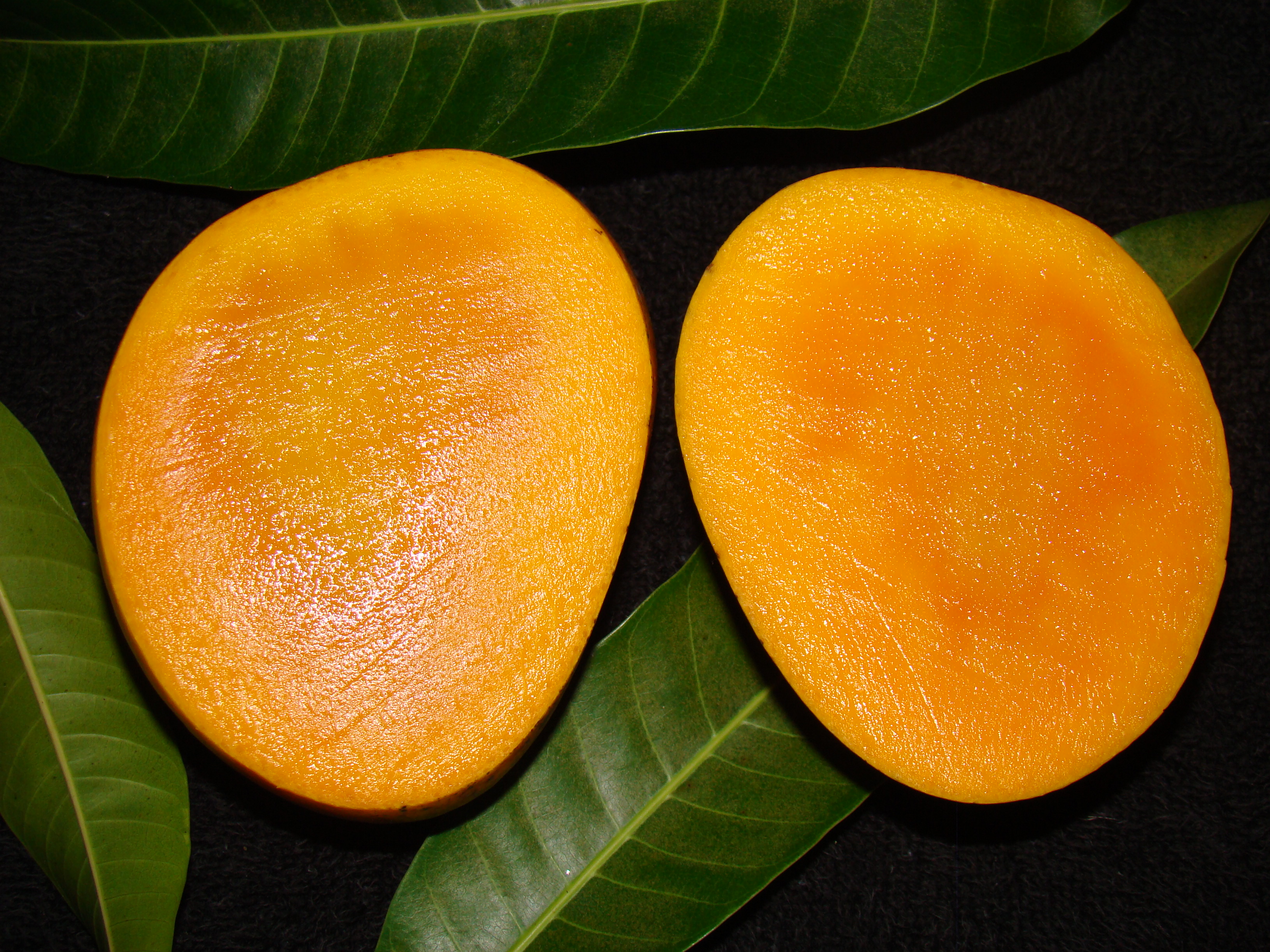 MangoAlphonso05 Asit