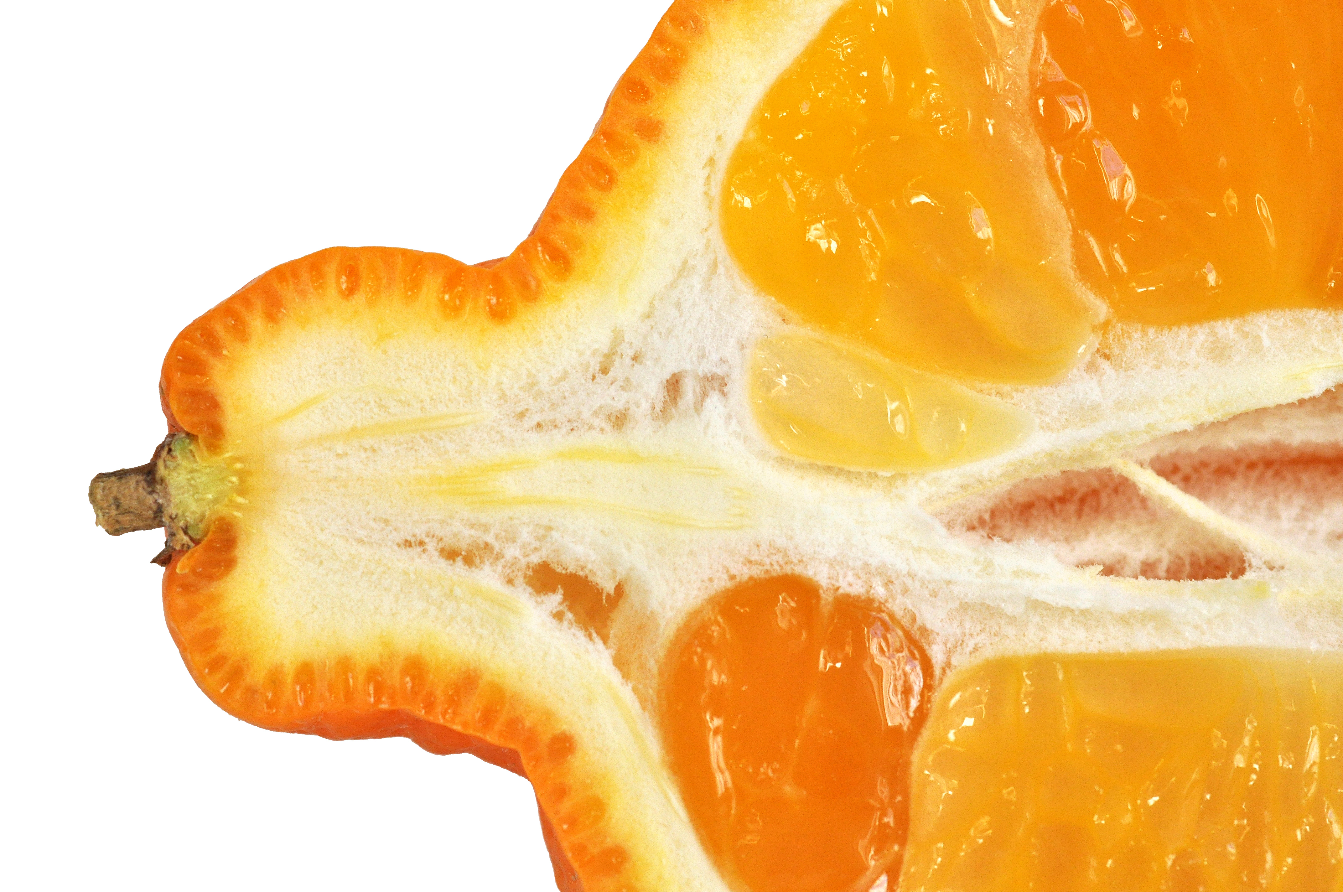 Minneola fruit 1