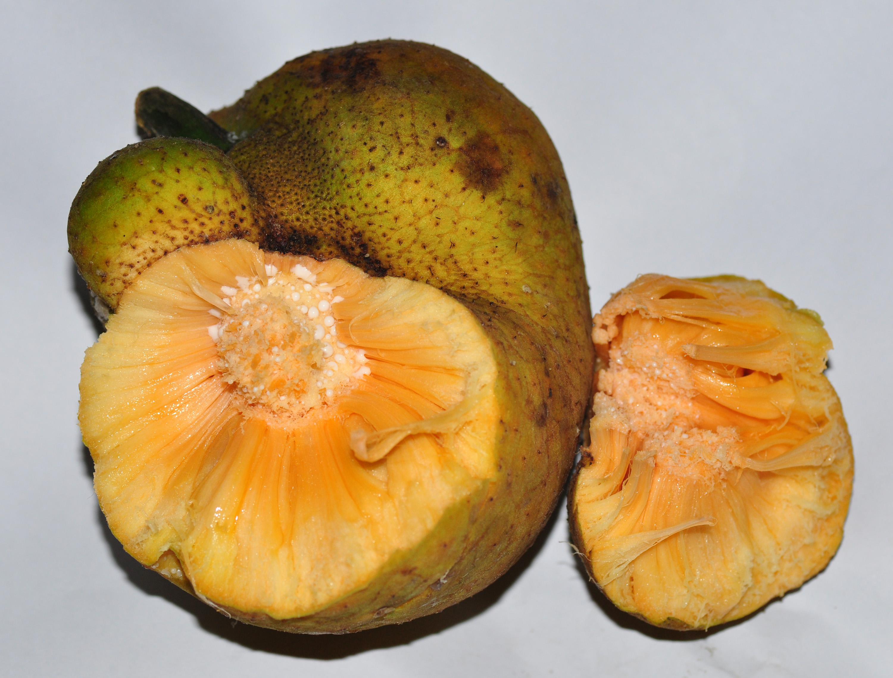 Monkey Jack (Artocarpus lakoocha) 4