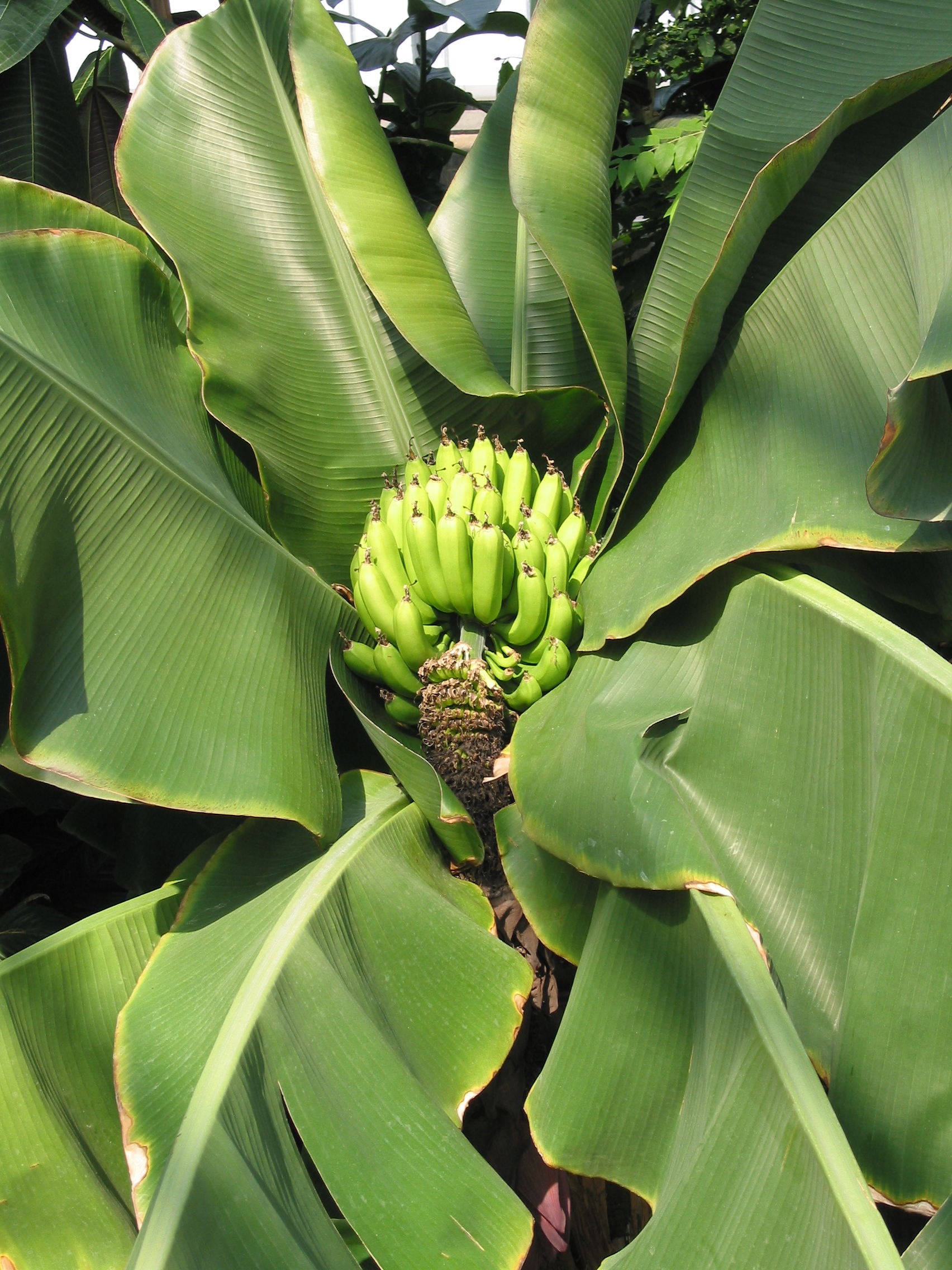 Musa JPG02