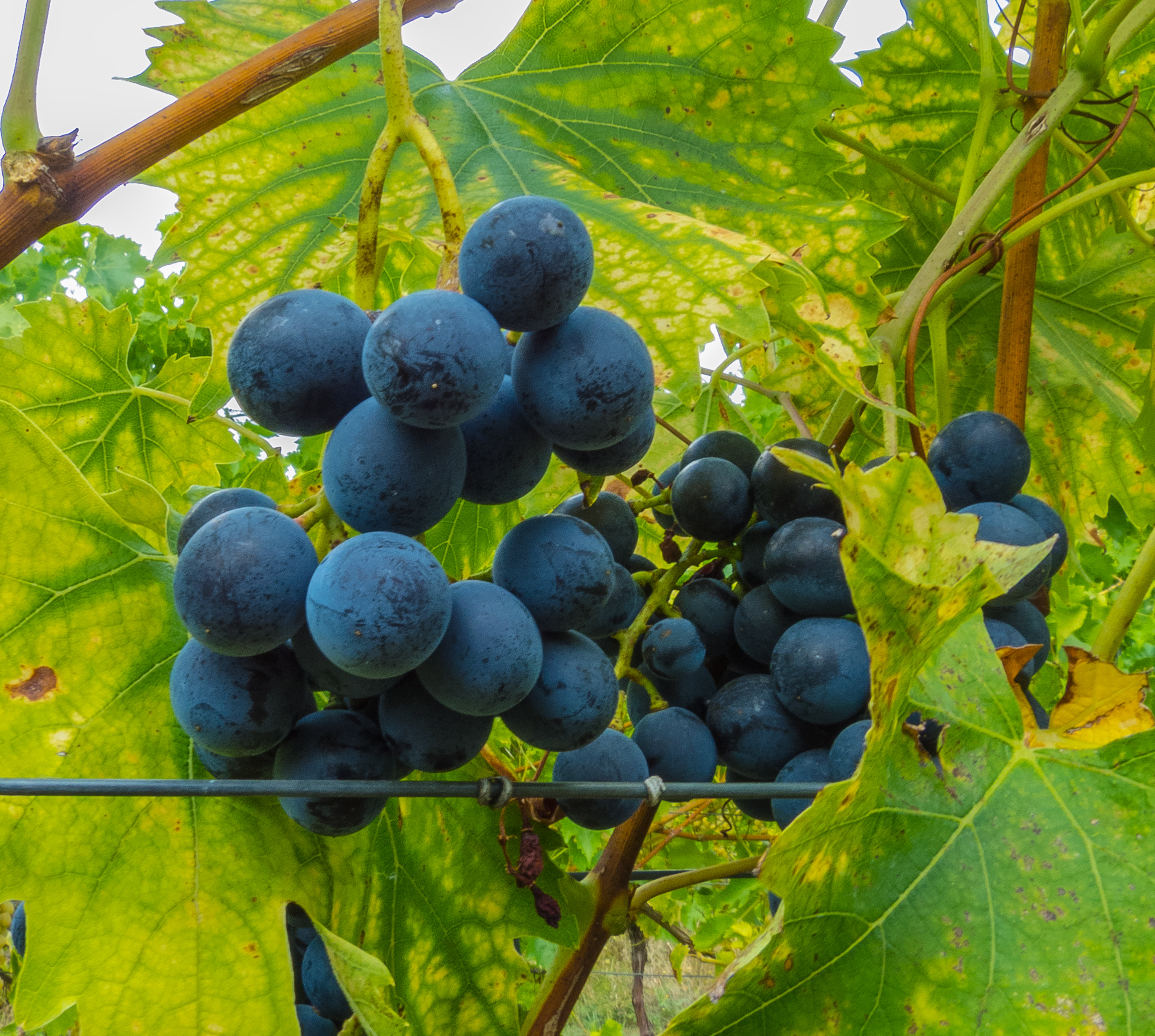 Muskat Bleu