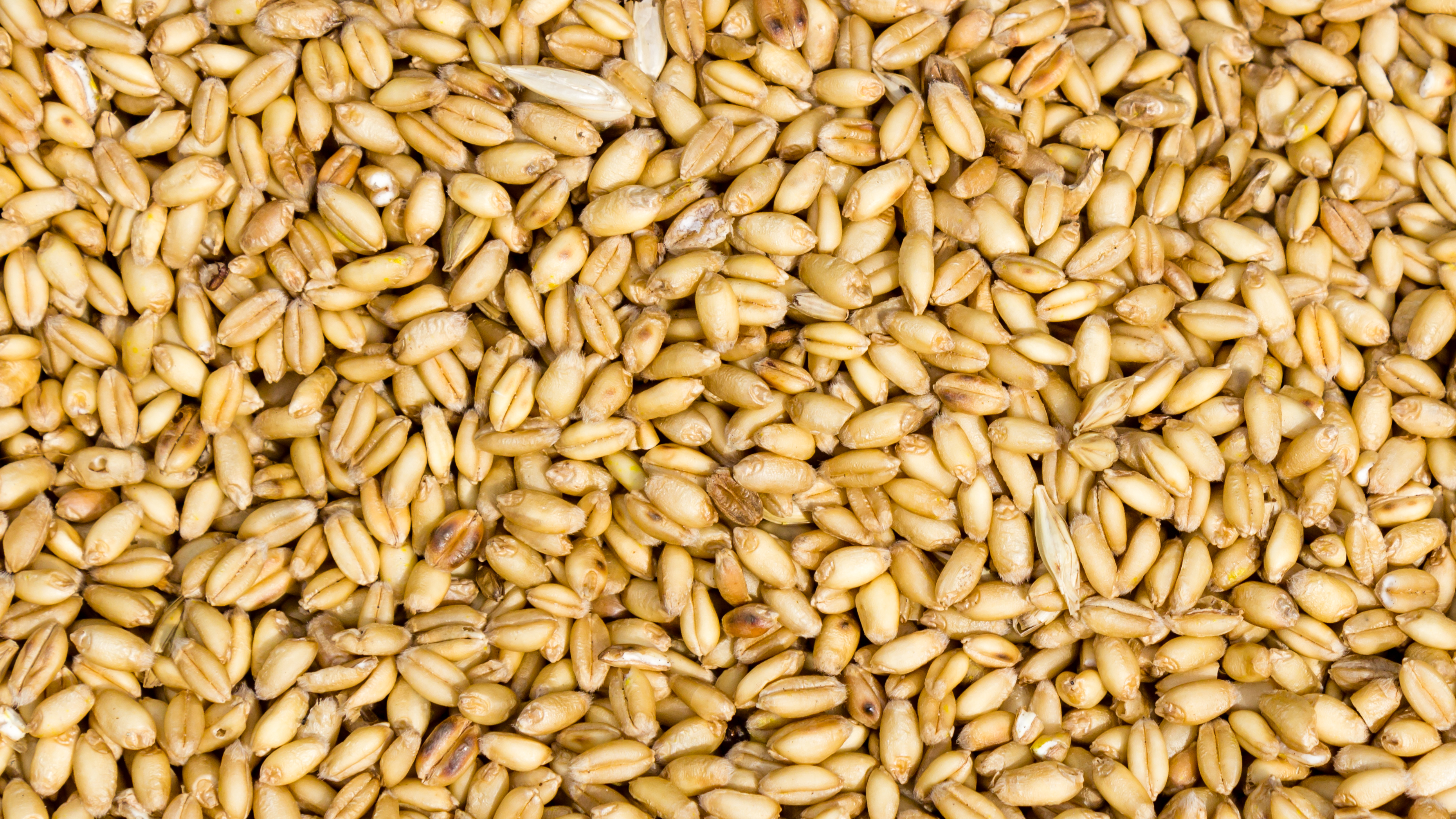 Naked wheat(Triticum aestivum) in Nepal-September 27, 2016-IMG 8015