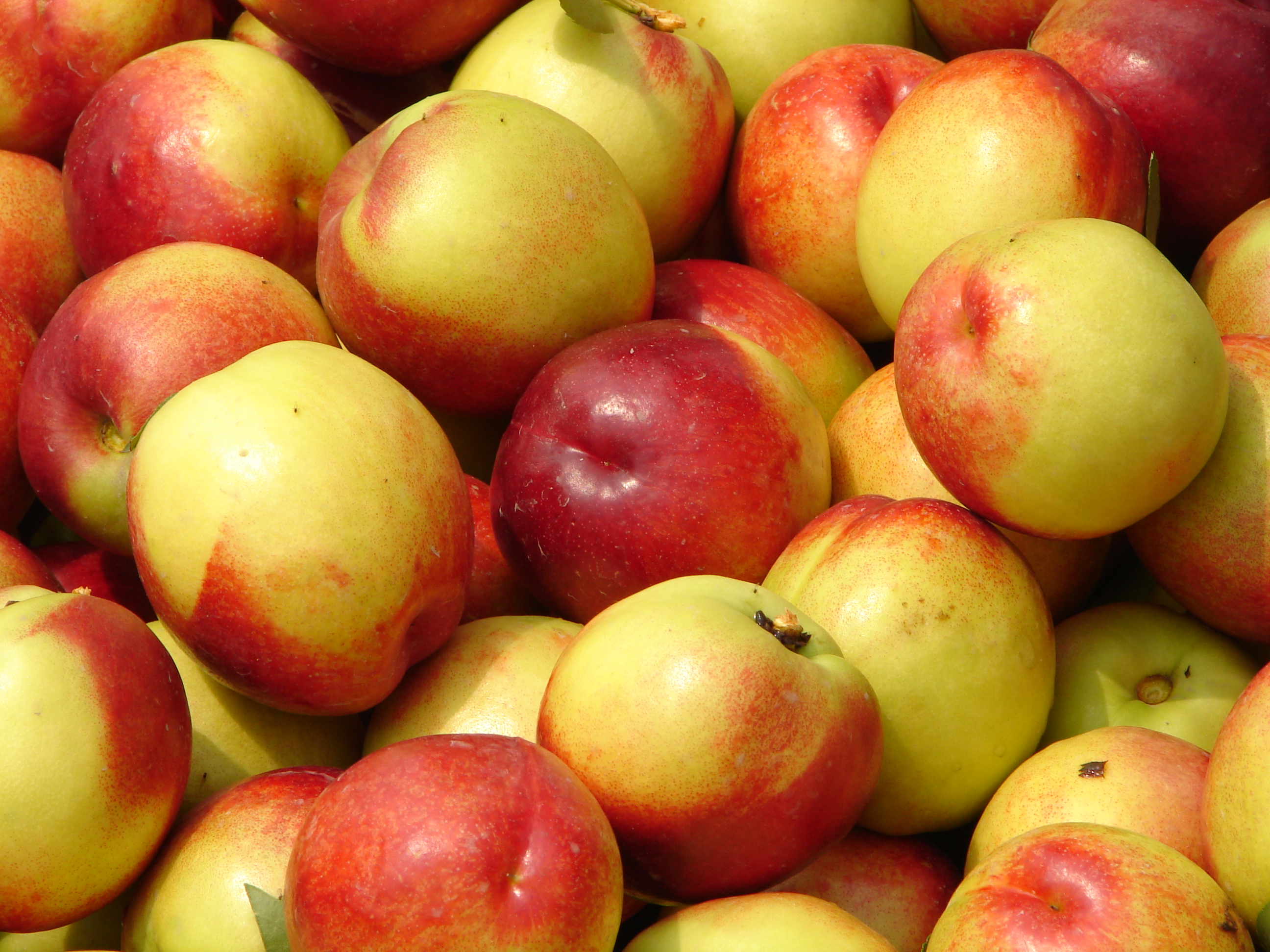 Nectarines