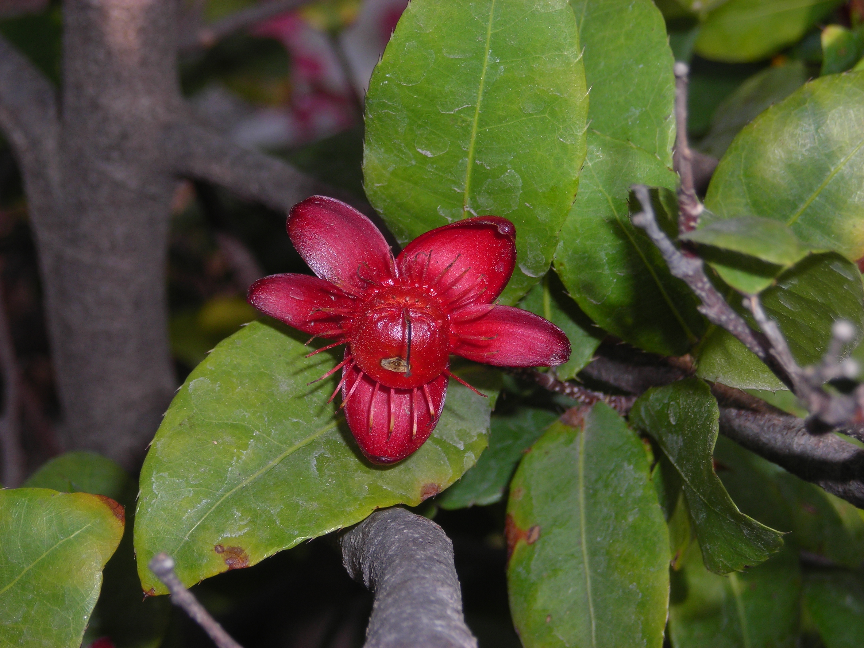 Ochna serrulata, Thailand