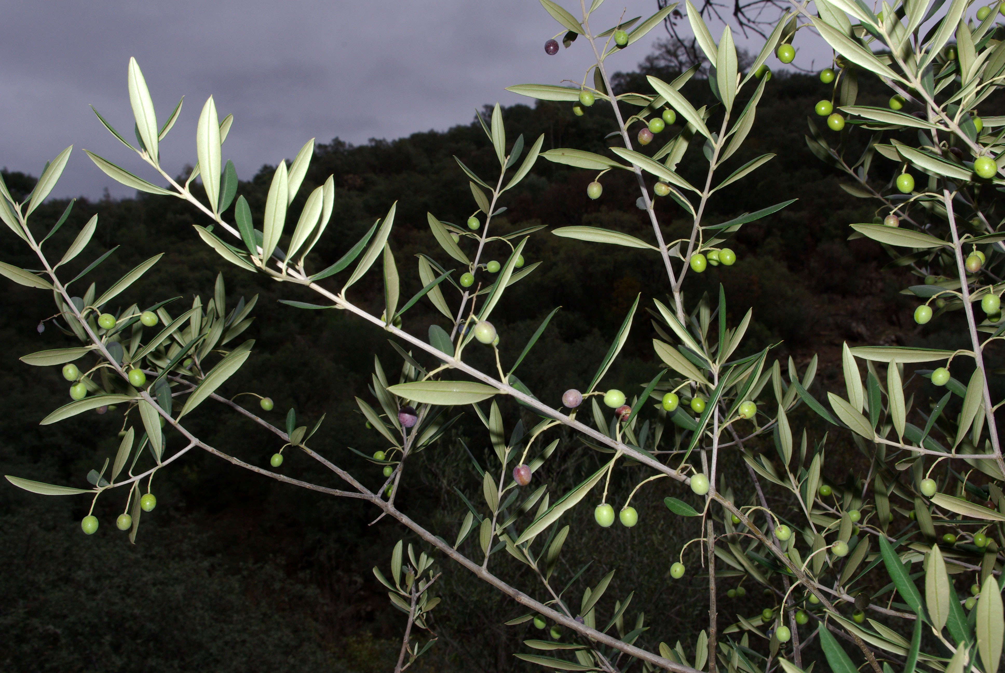 Olea europaea 02 by-dpc