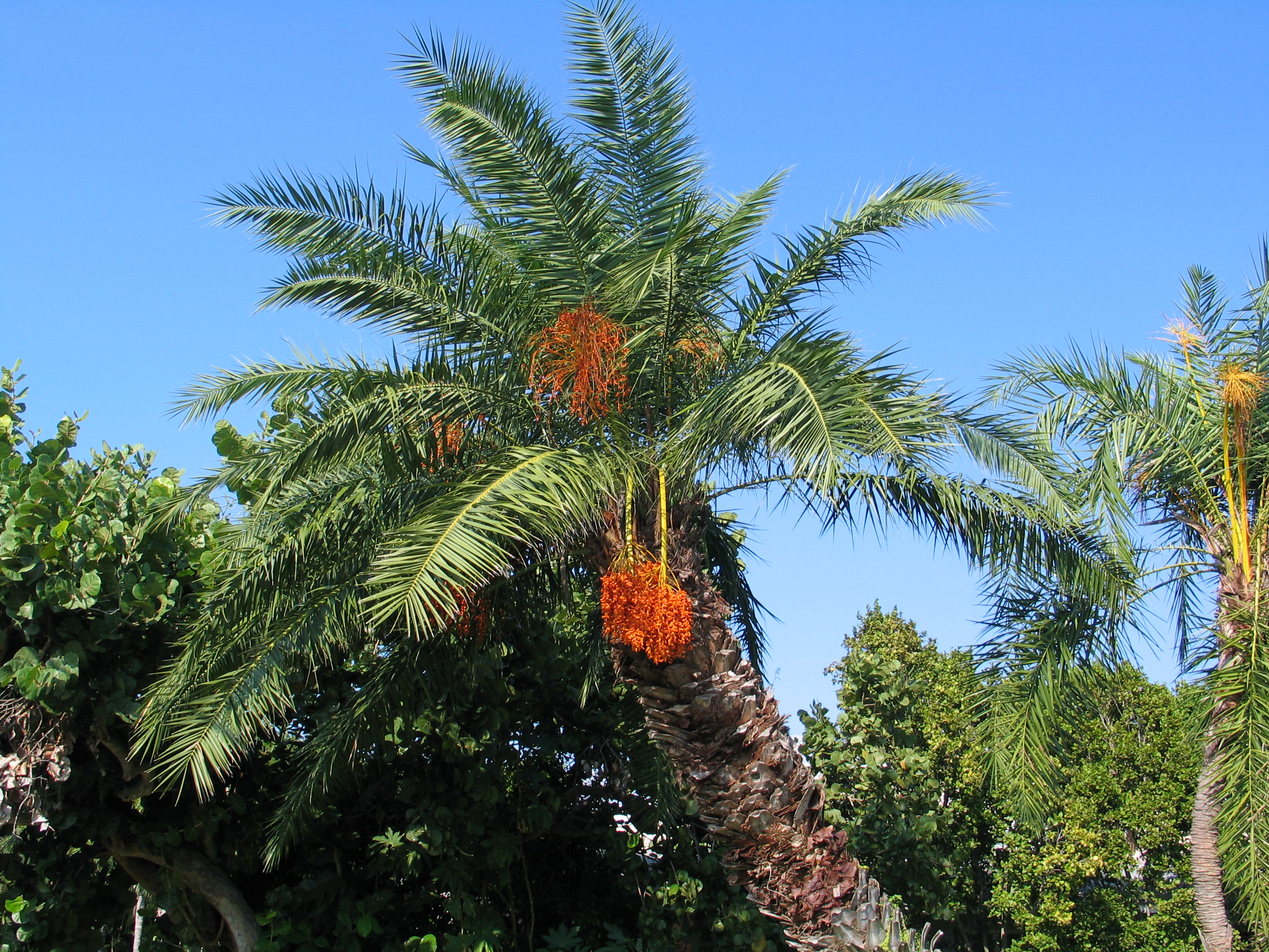 Palm tree
