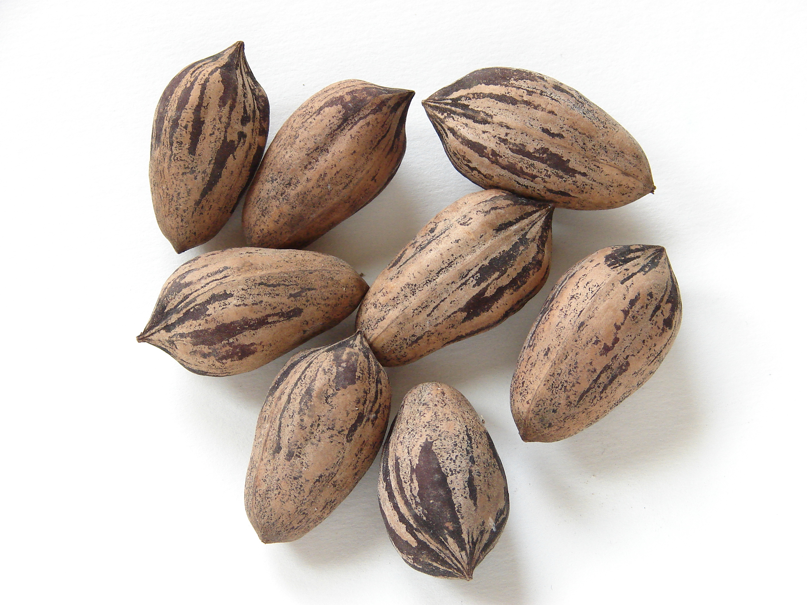 Pecans-4352