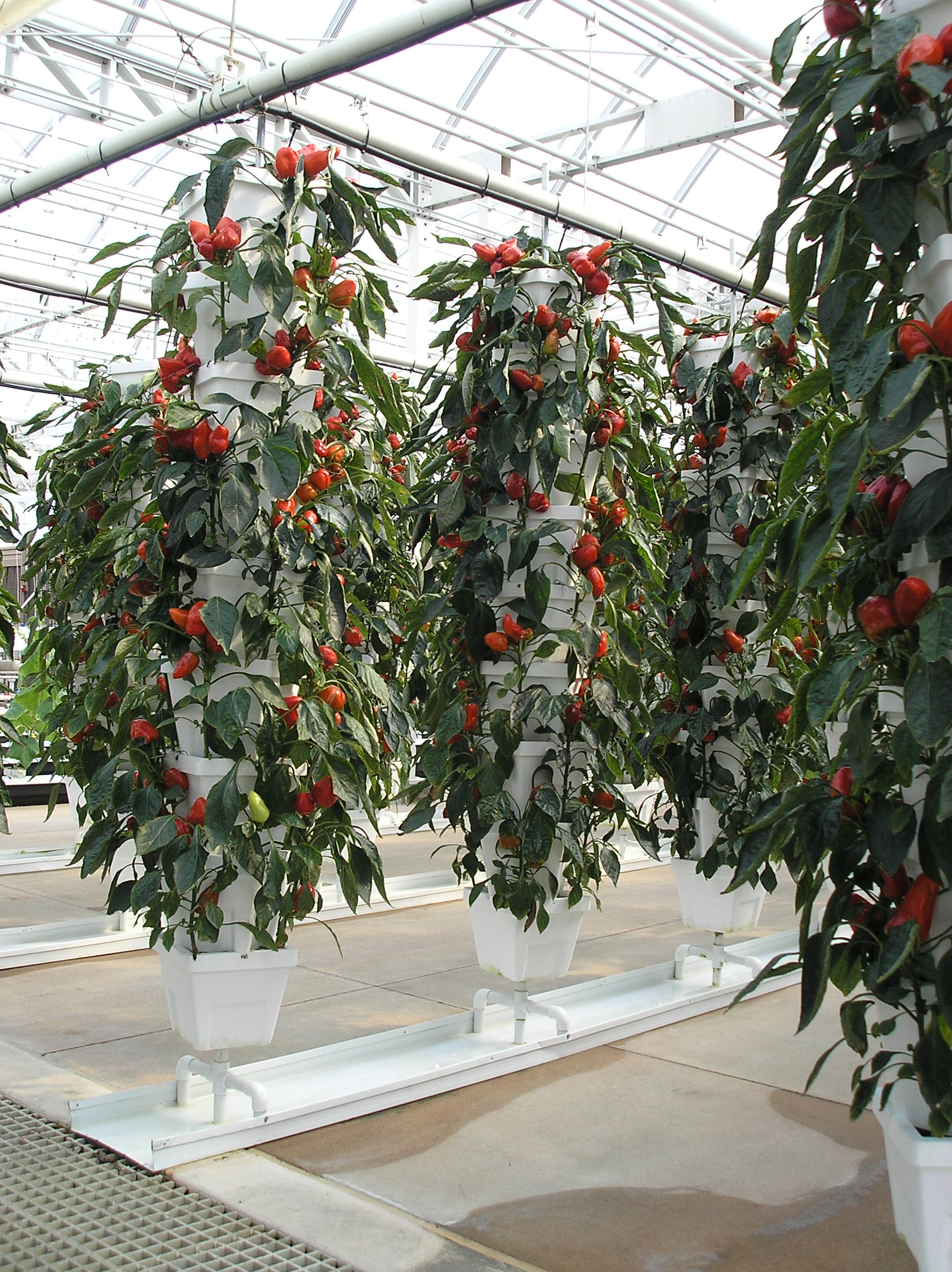 Pepertree