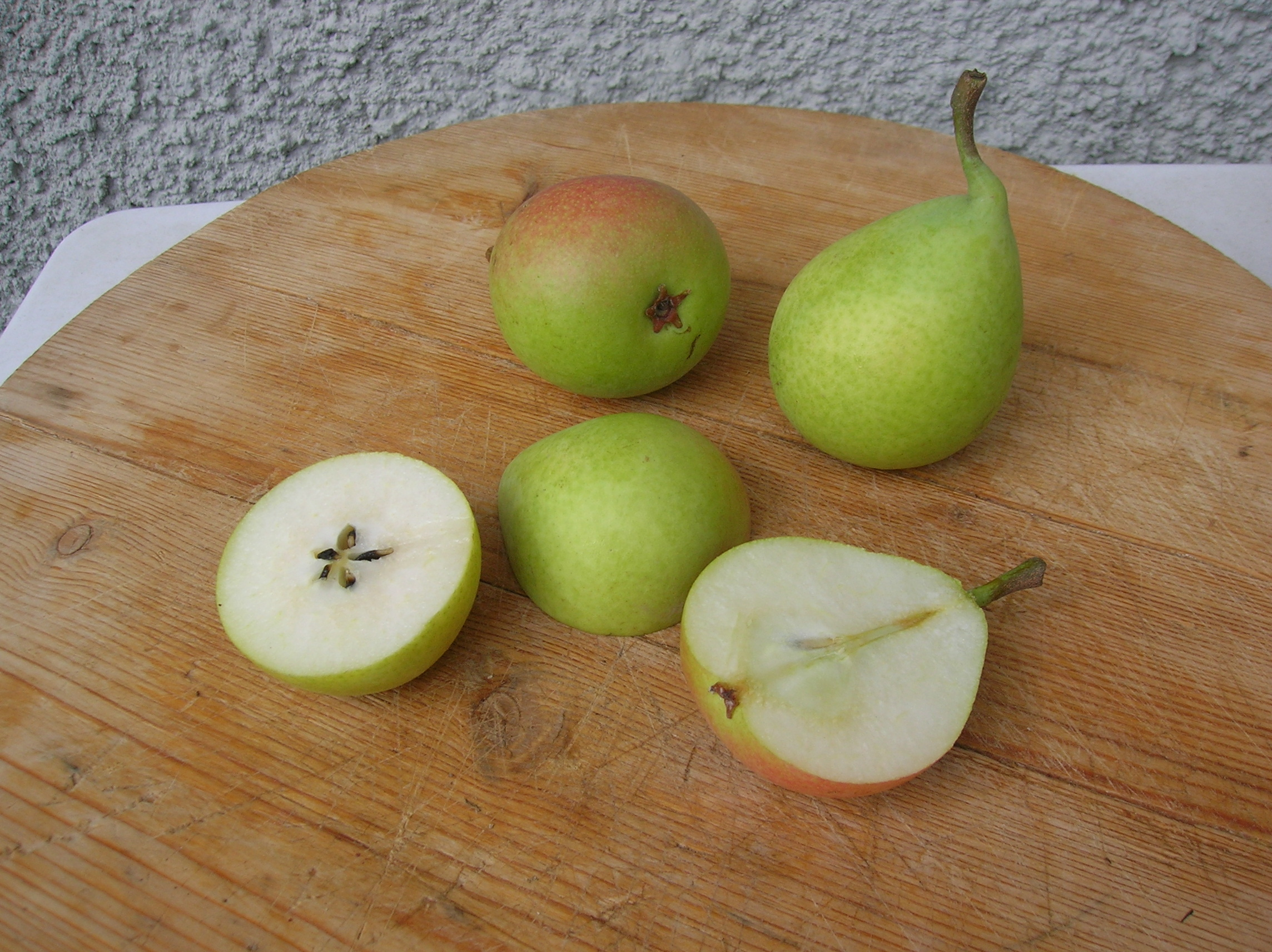Pera ercolina 2