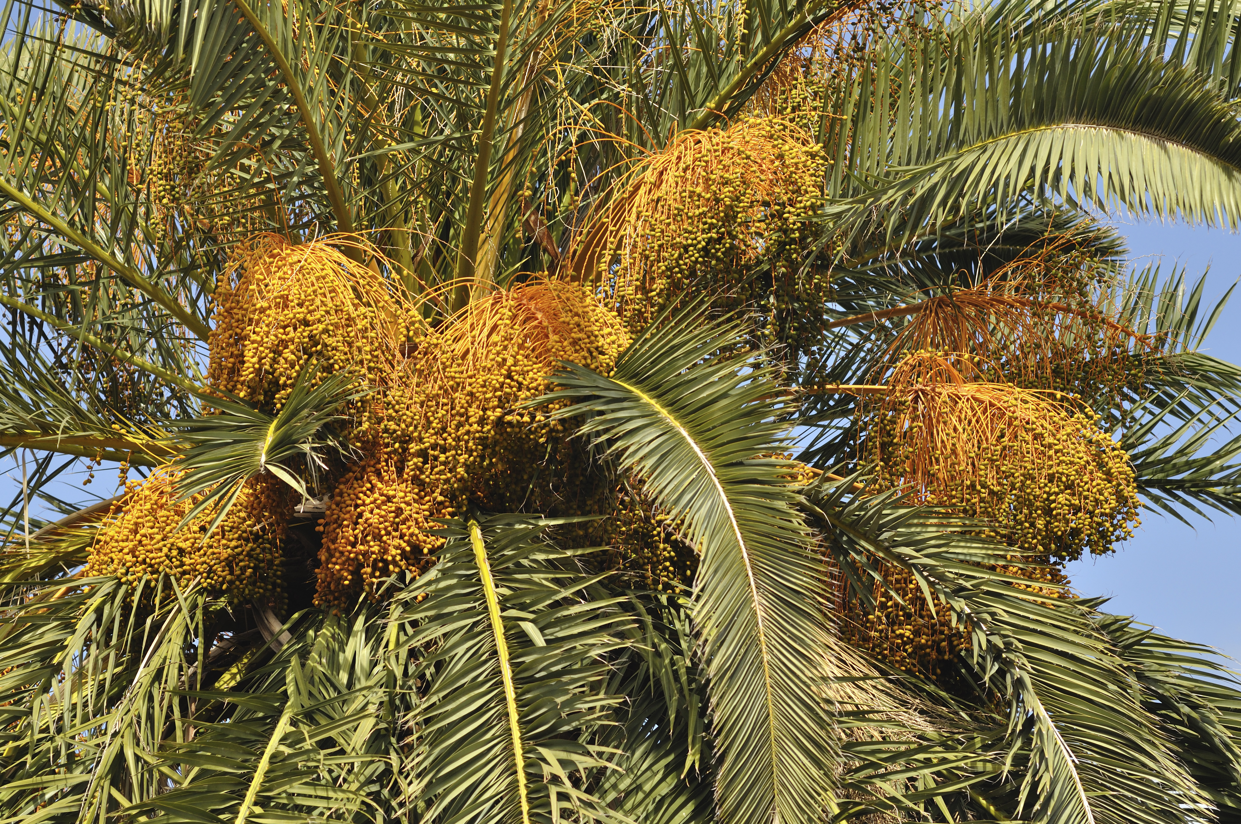 Phoenix canariensis qtl1