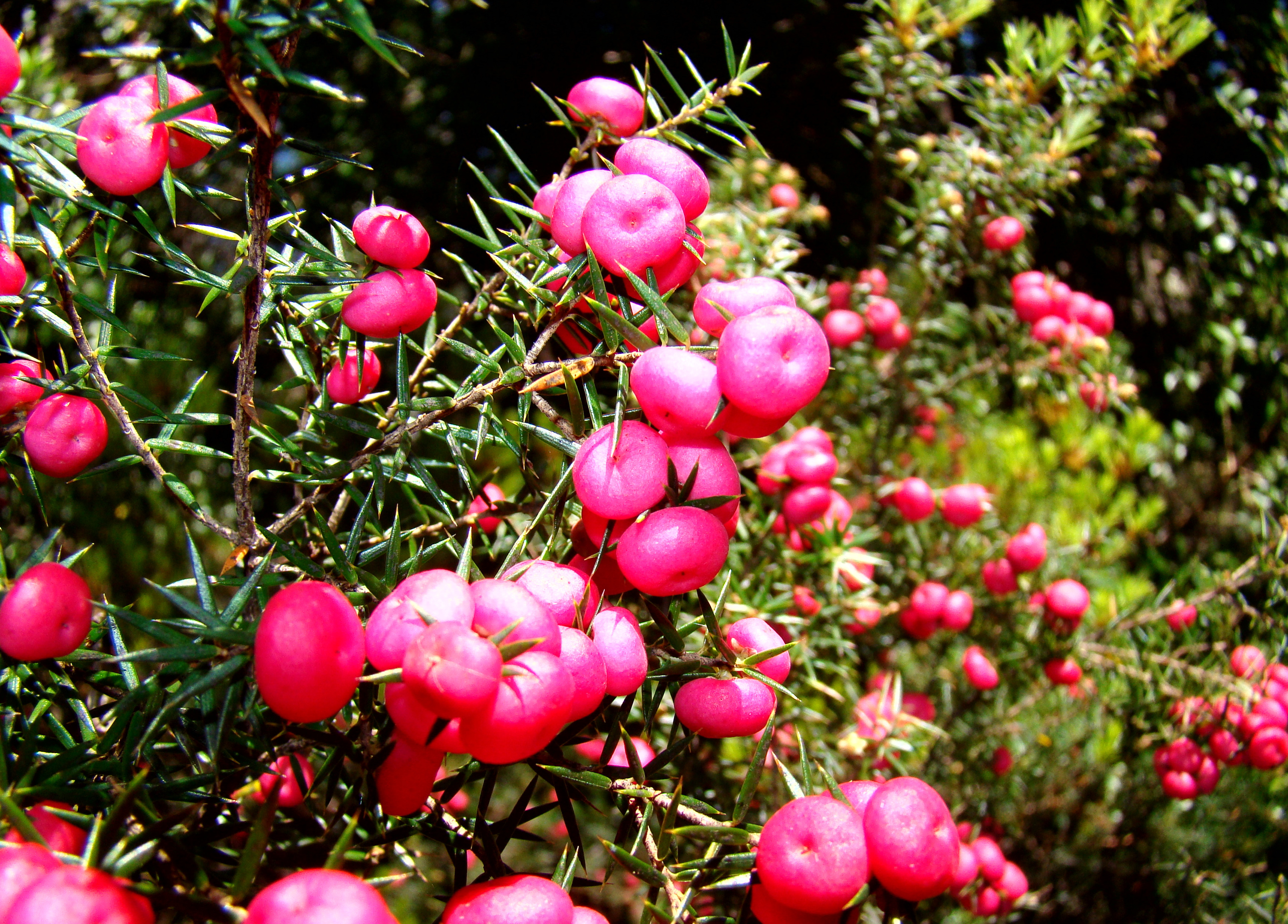 Pink Mountain Berries Lake St Clair