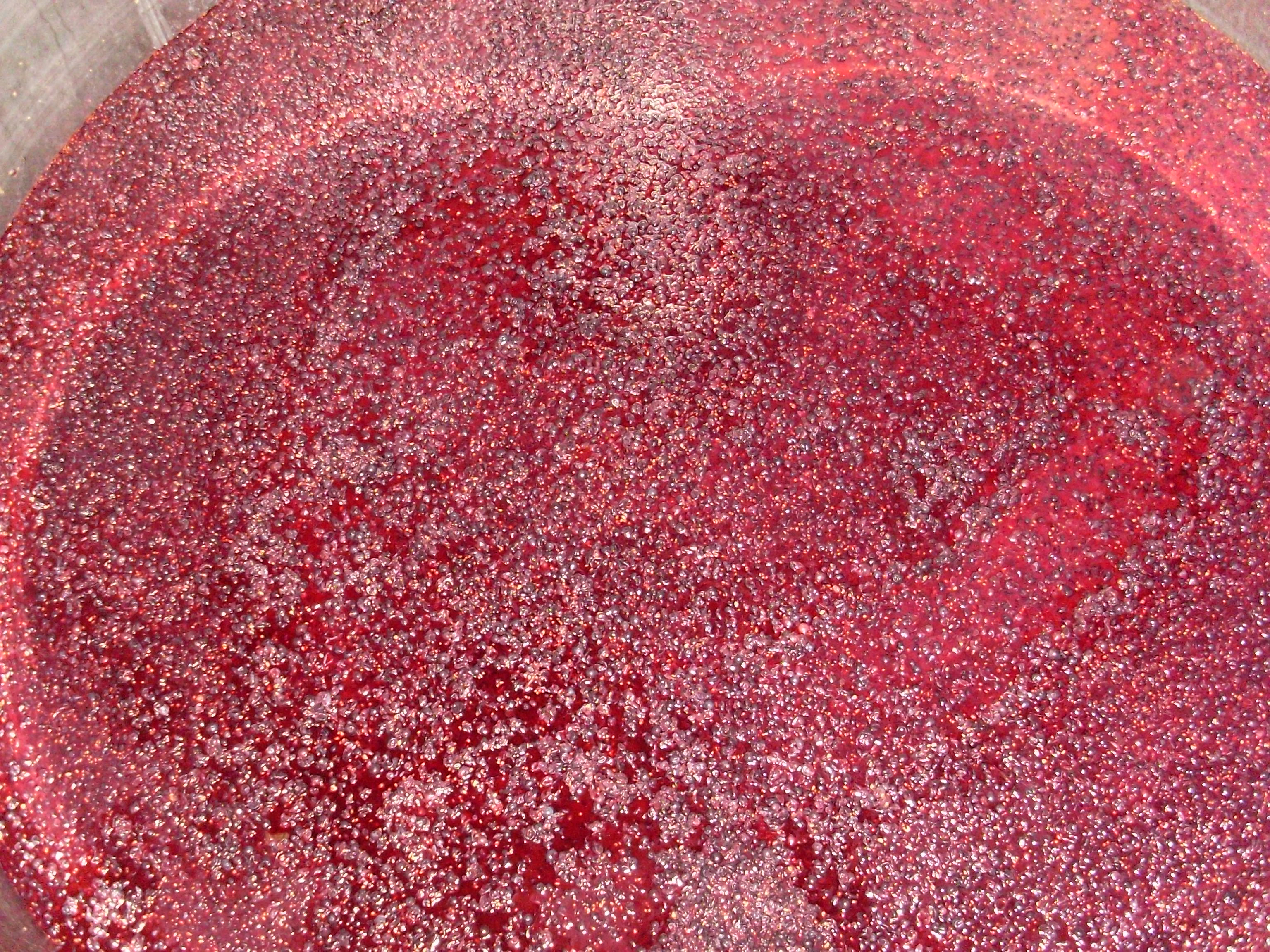 Pinot noir grapes starting to ferment