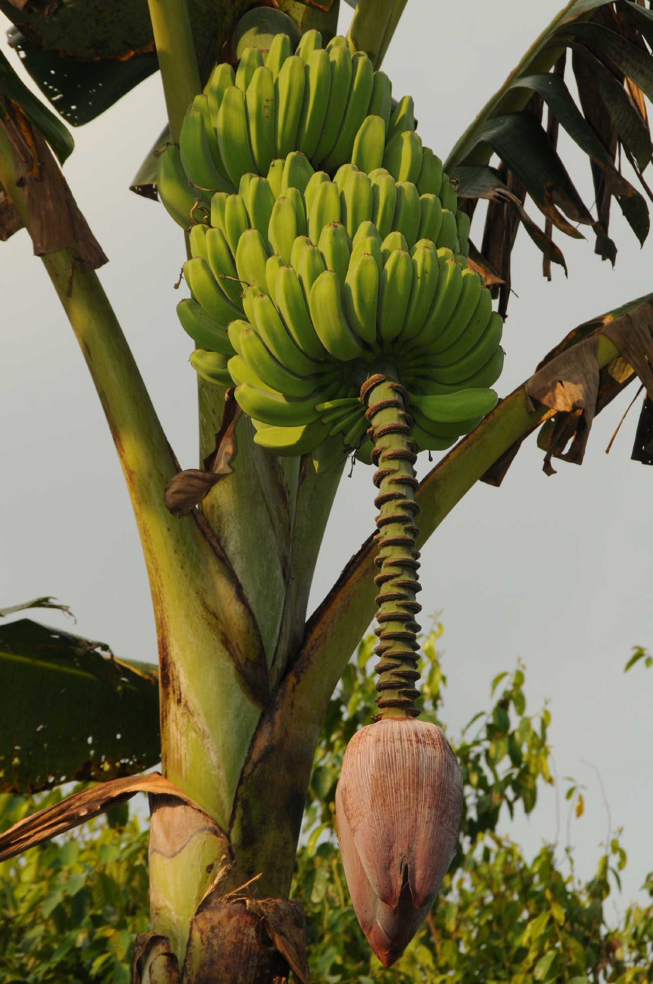 Pisang abu keling