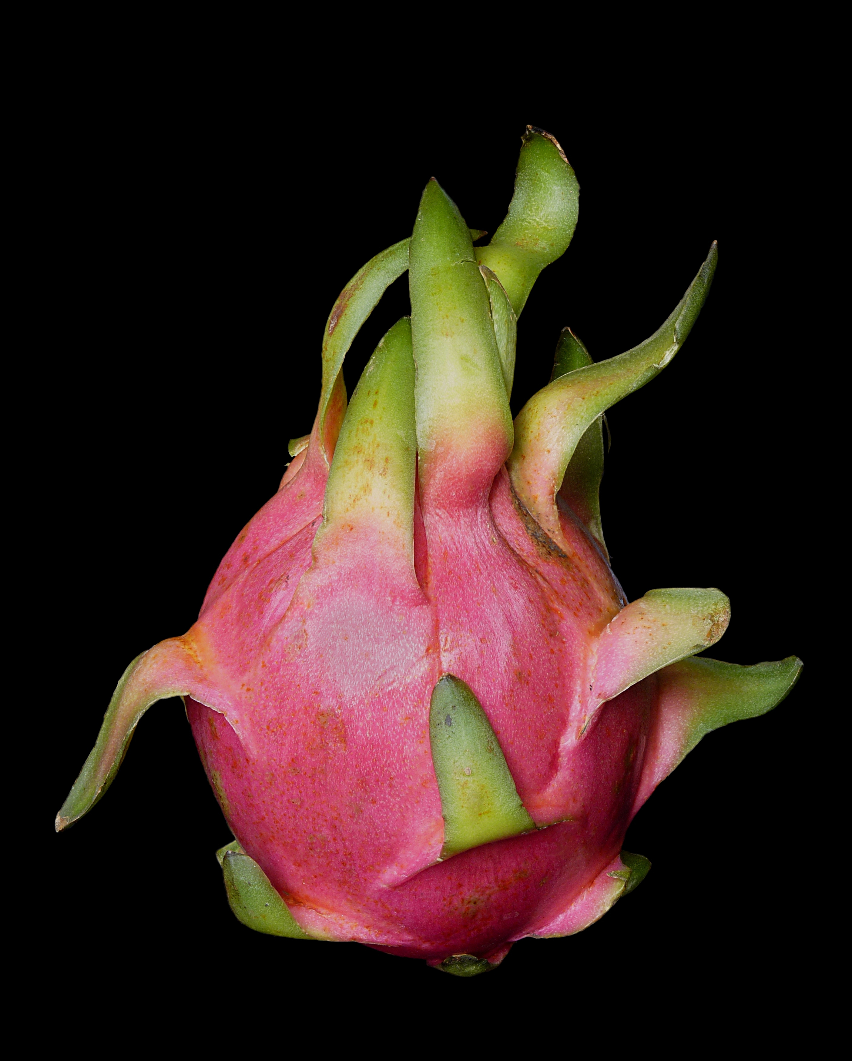 Pitaya J1