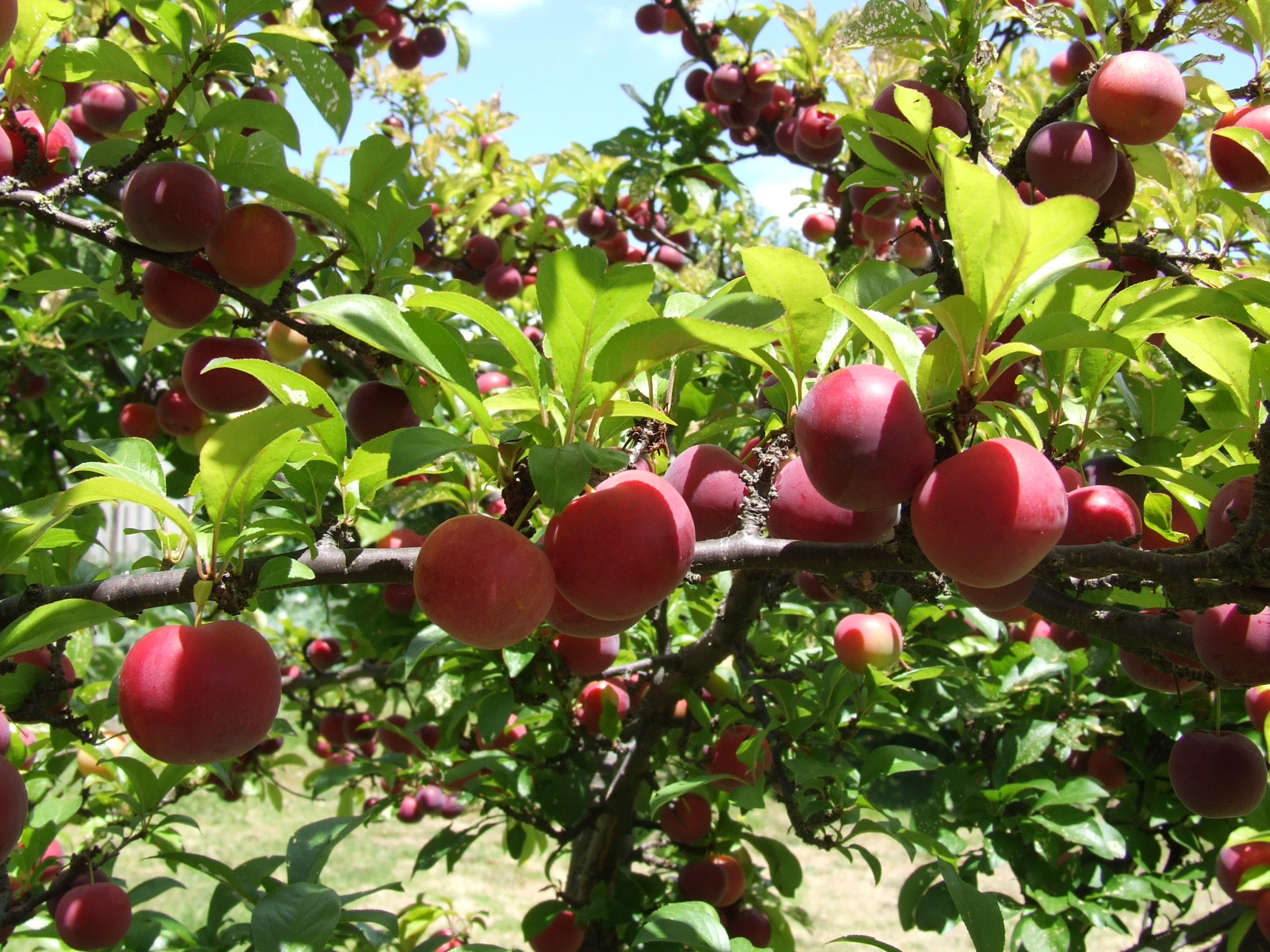 Plums on tree