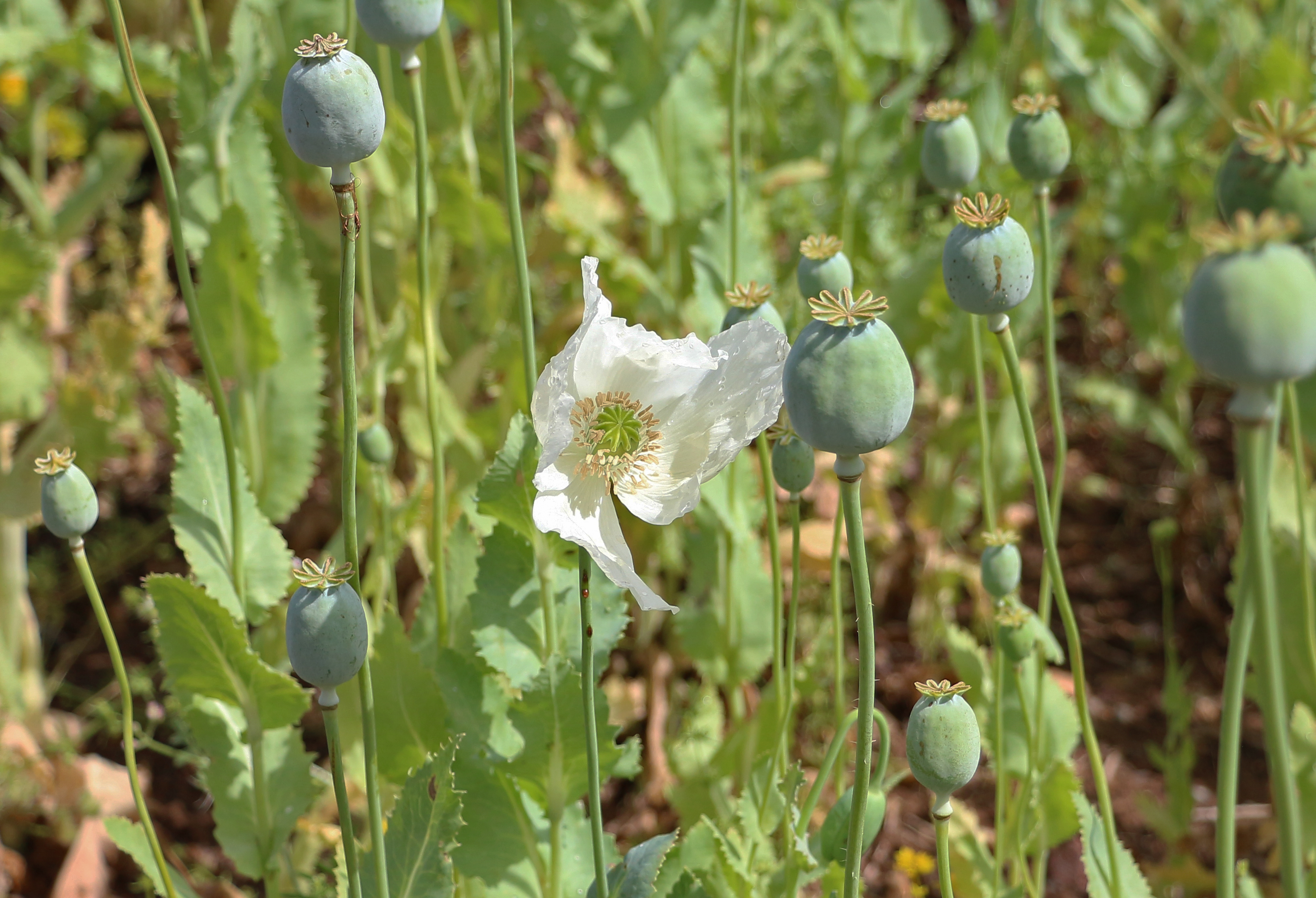 Poppy field, Turkey 03