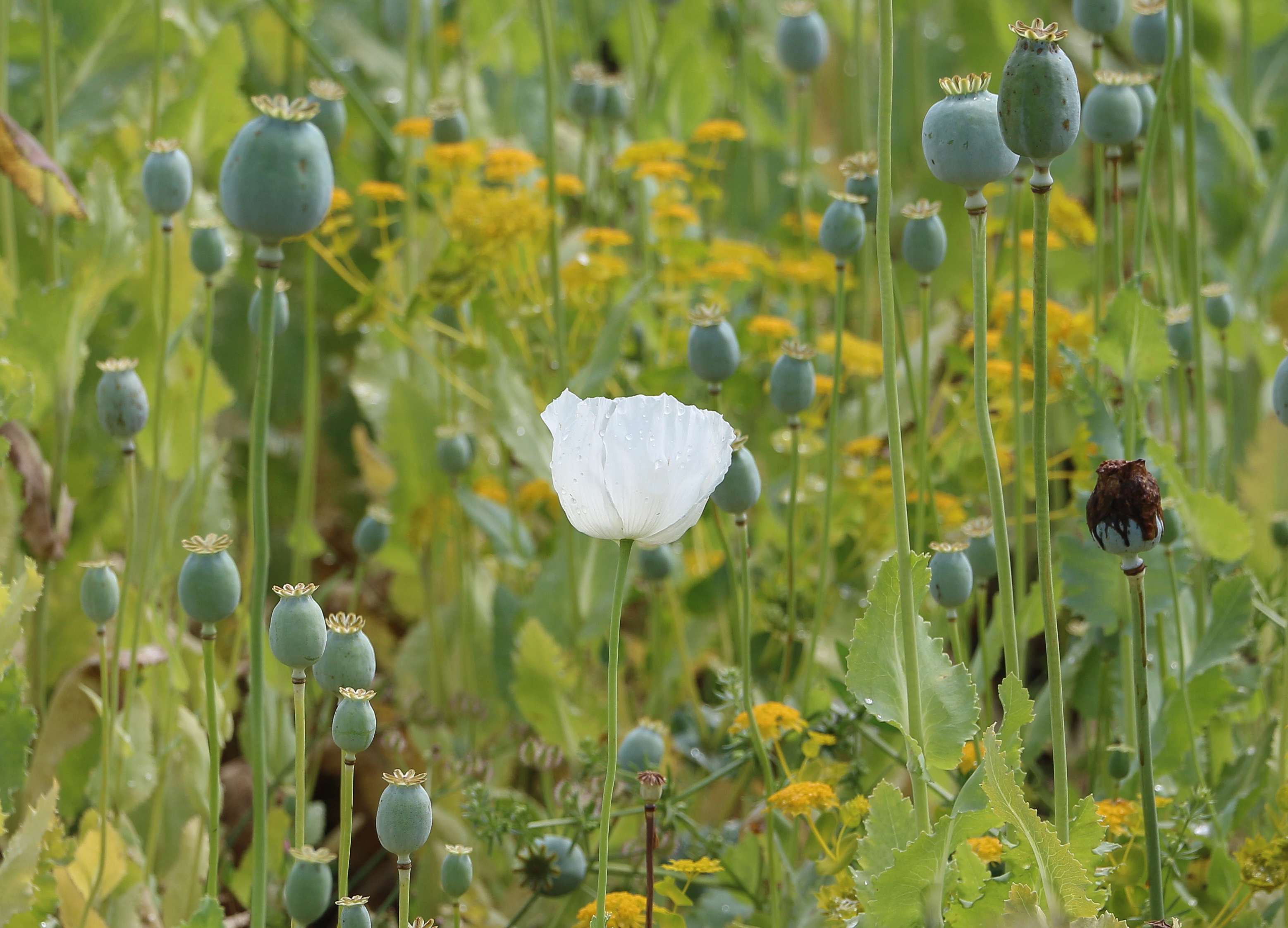 Poppy field, Turkey 04