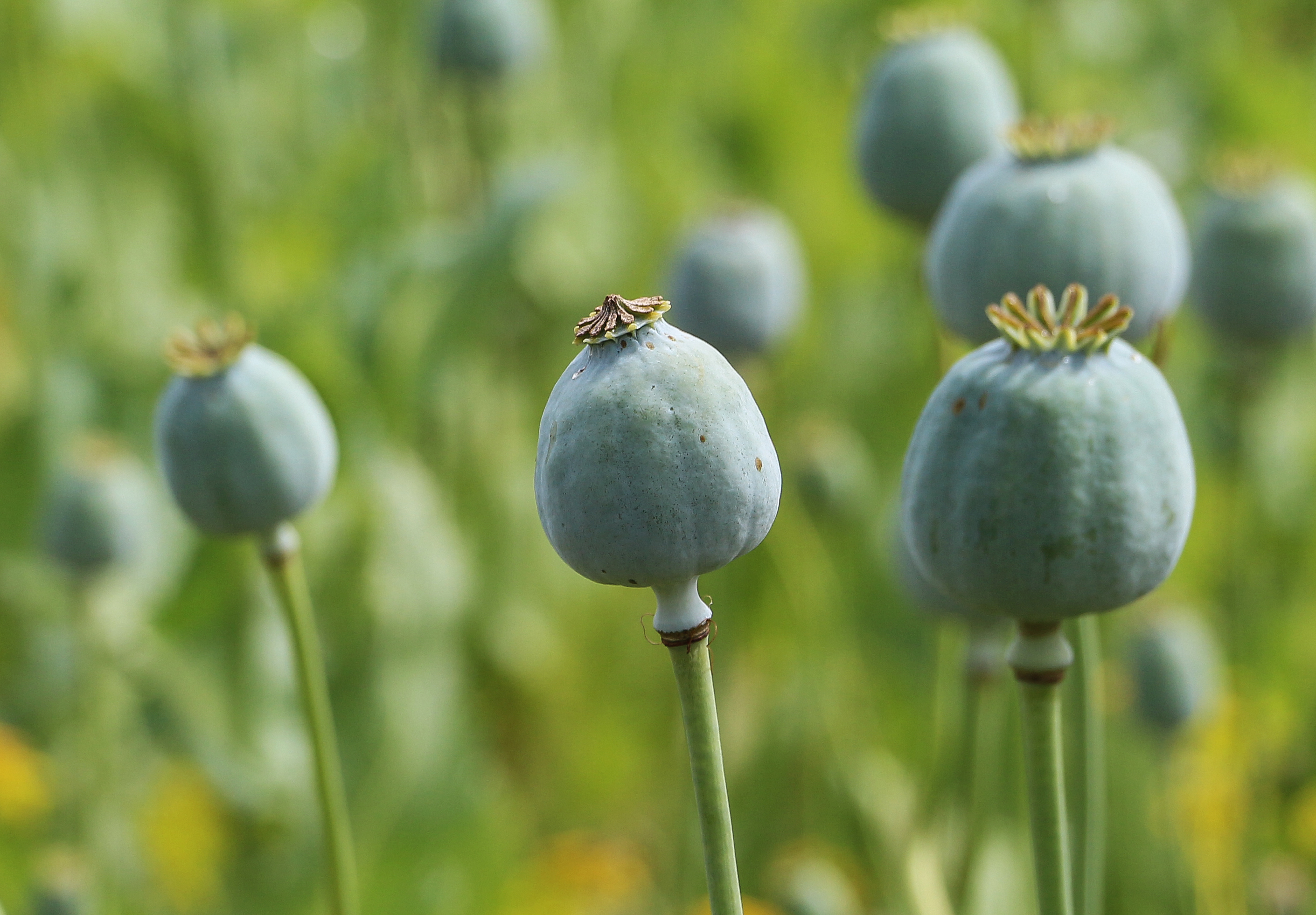 Poppy field, Turkey 05