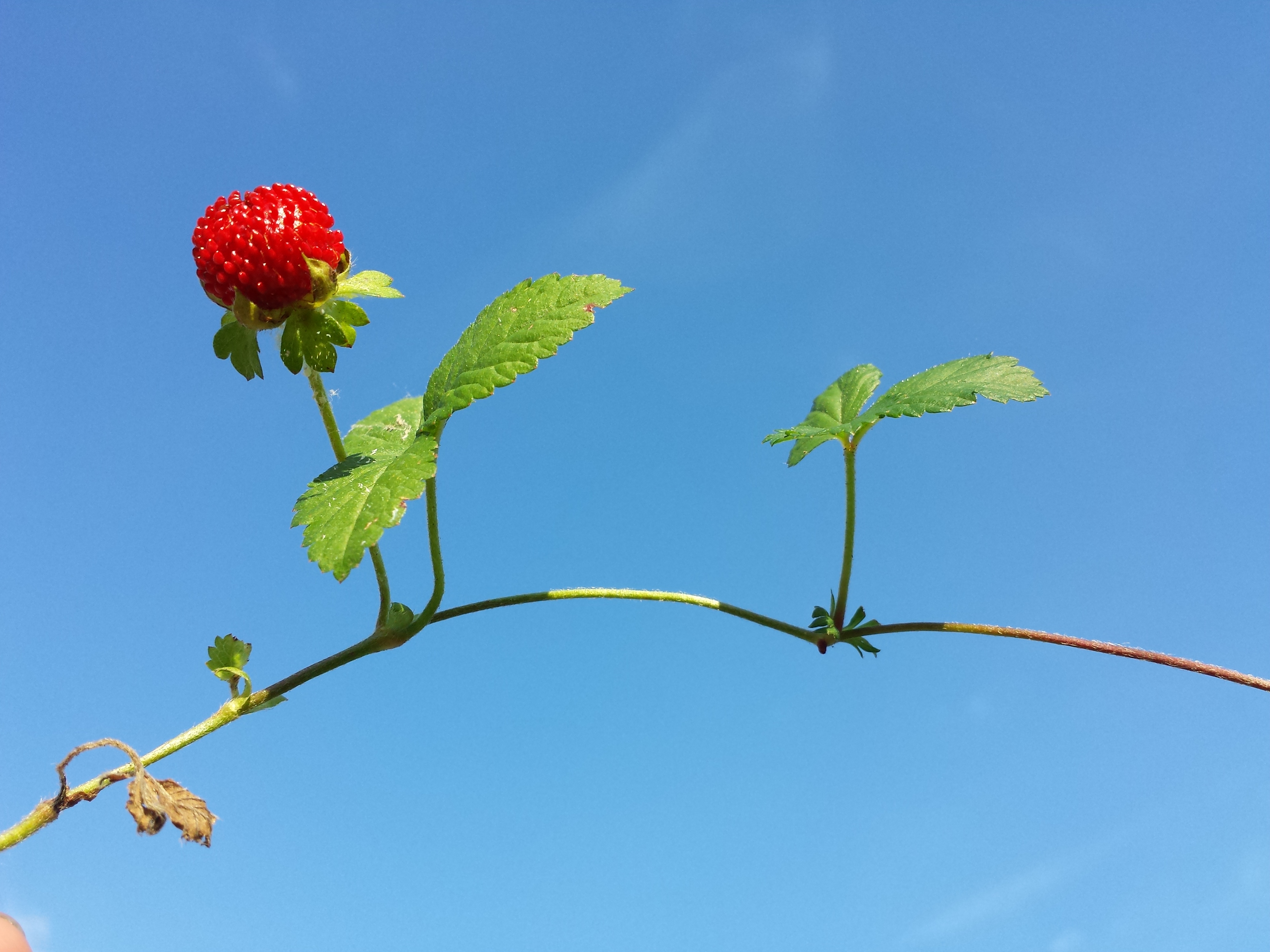Potentilla indica sl3