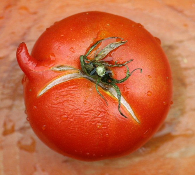 1tomato