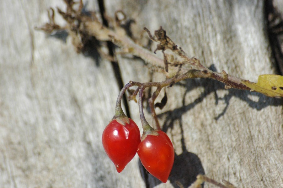 2009-09-27 (11) Beeren