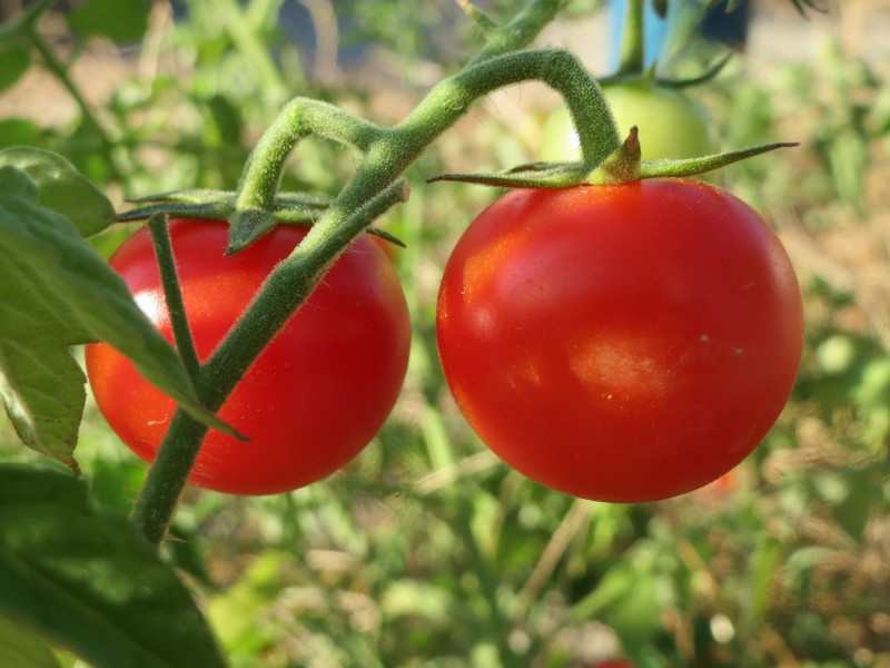 20160913Solanum lycopersicum2