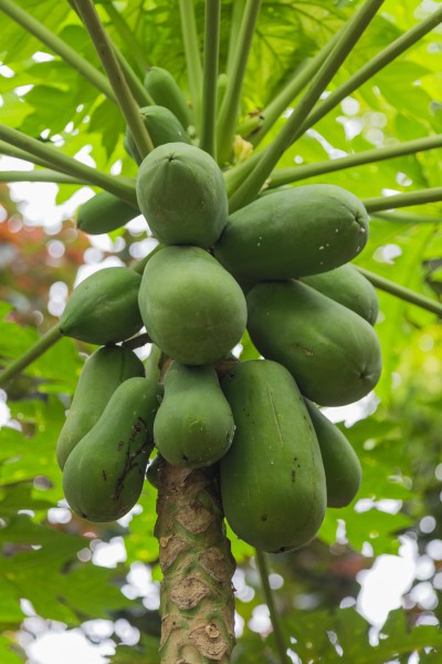 2016 Singapur, Ogrody botaniczne (167)