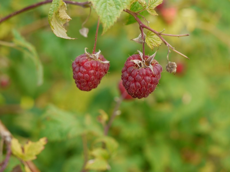 2 Reife Himbeeren