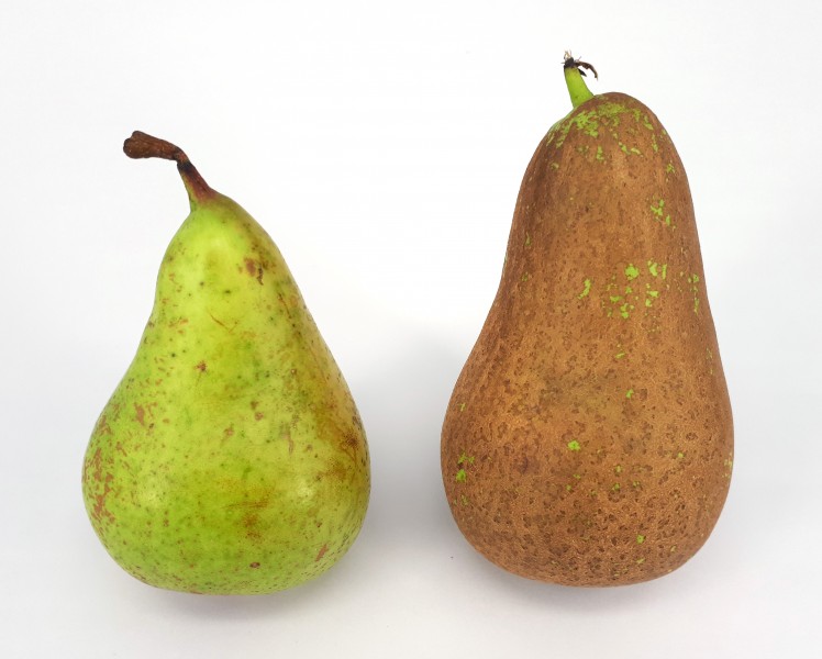 2 x Conference pear 2017 C