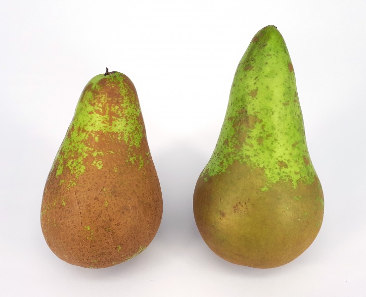 2 x Conference pear 2017 D