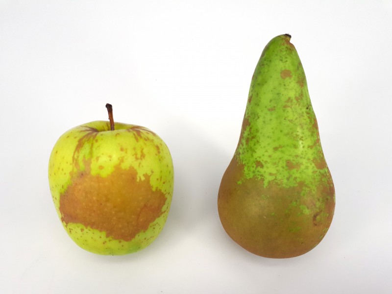 2 x Russetted fruit - Apple - Pear - 2017 D