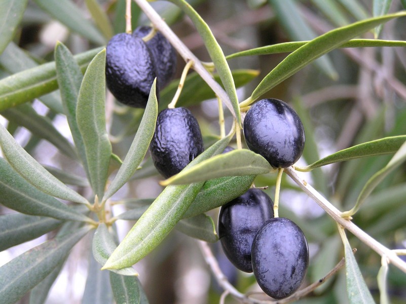 Aceitunas maduras