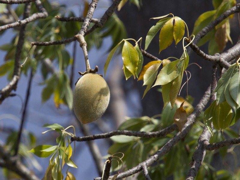 Adansonia digitata fruit MHNT