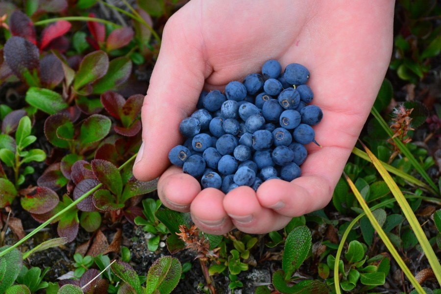 Alaska Blueberries in the NPR-A, North Slope, Alaska (9840189575)