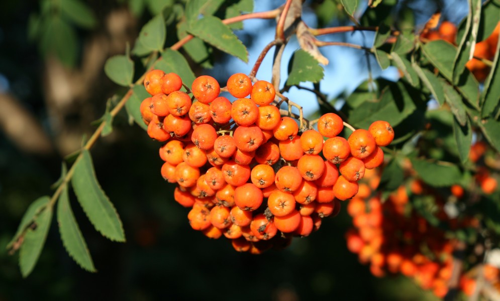 American Ash (Sorbus americana) Fruit (12786)-Relic38