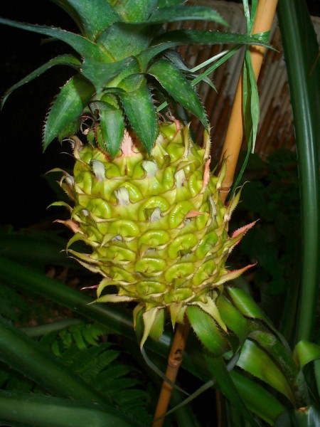 Ananas comosus 006