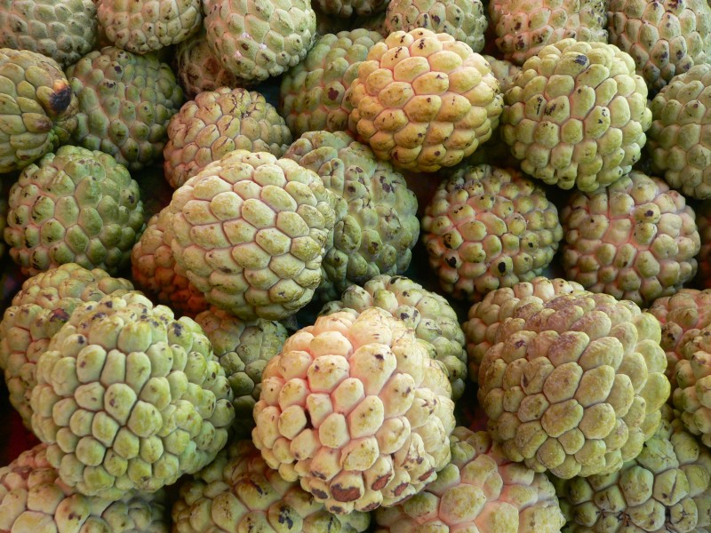 Annona squamosa P1190387