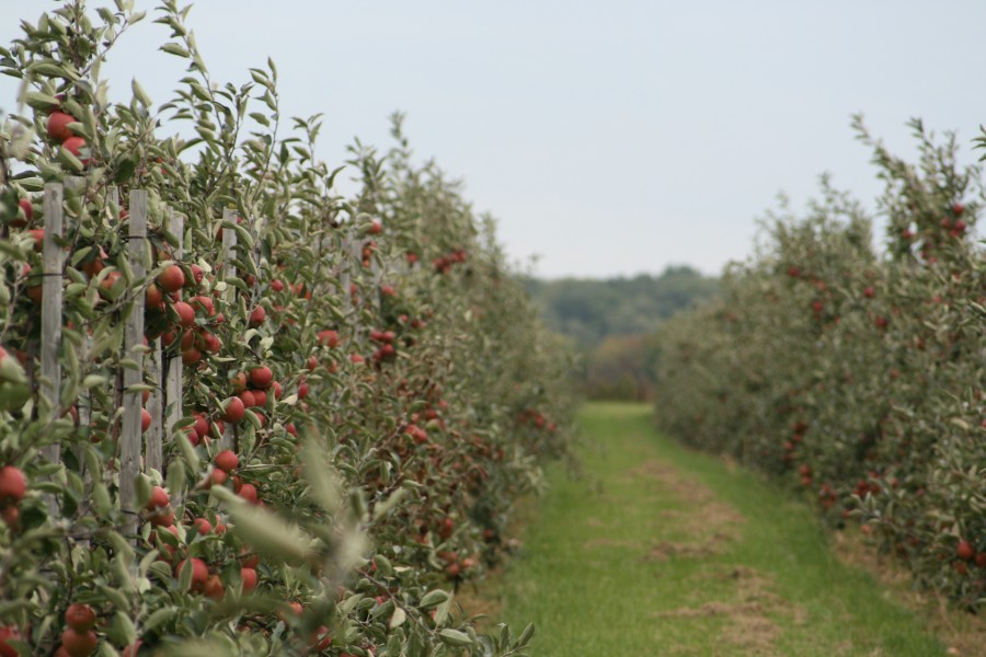Apfel-anpflanzung-weit