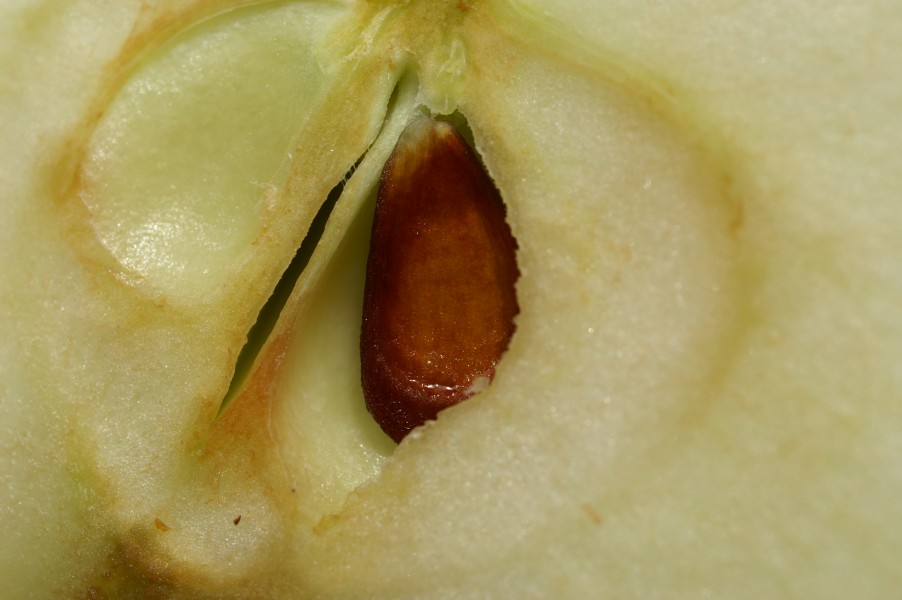 Apfelkern1