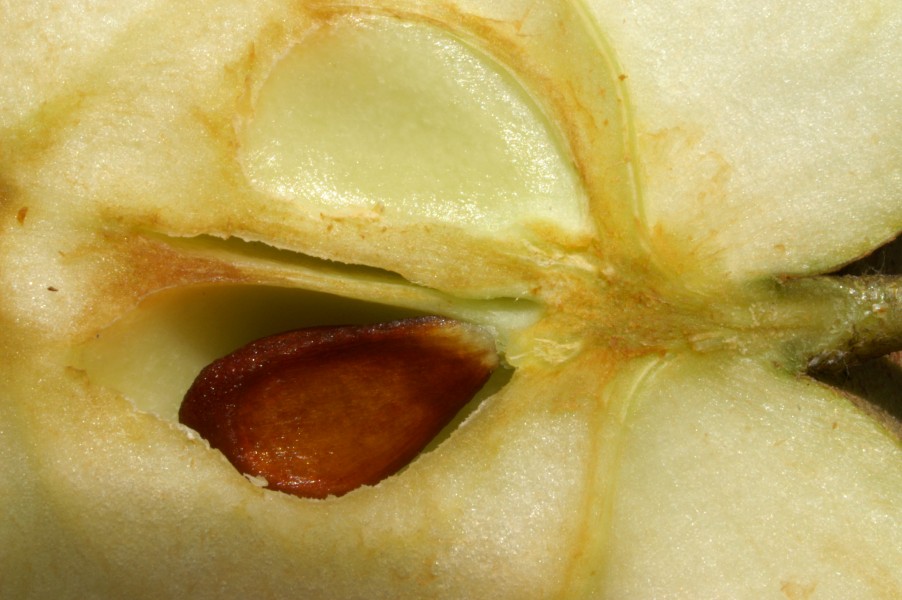 Apfelkern2