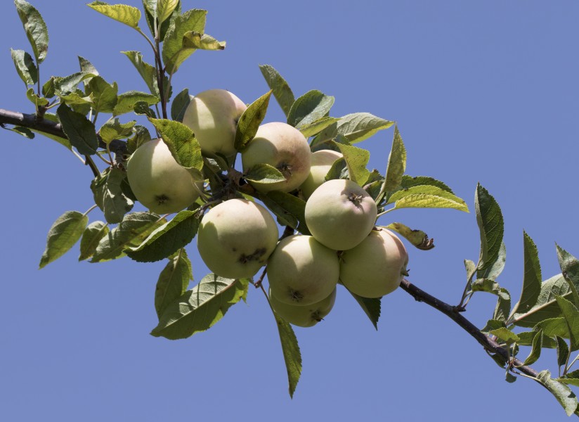 Apple Niğde - Niğde Elması 2017-08-05 02-1