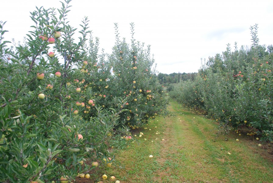 Apple orchard in Marlboro, New York