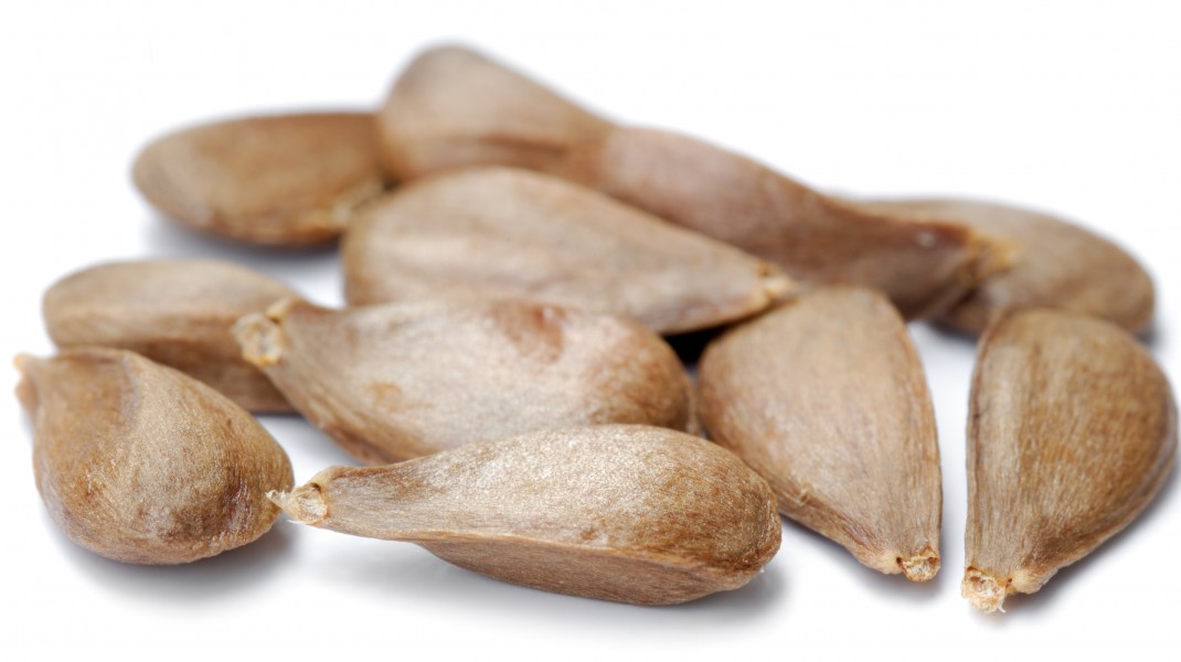 Apple seeds - variety Bismarckapfel (aka)