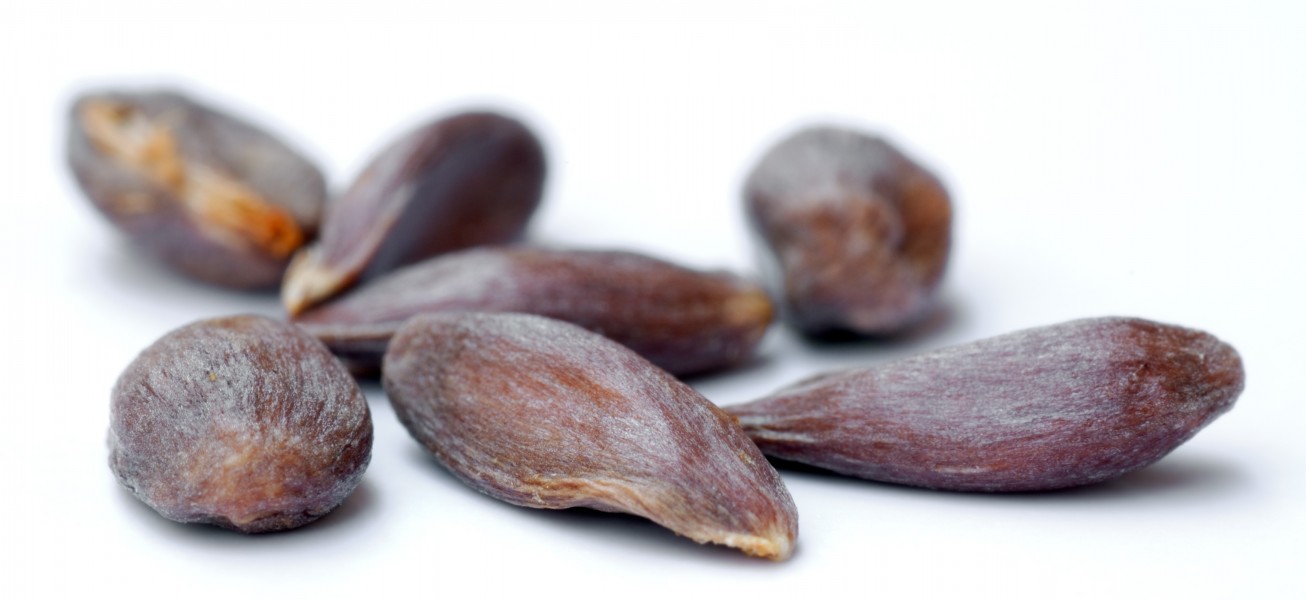 Apple seeds - variety Braeburn (aka)