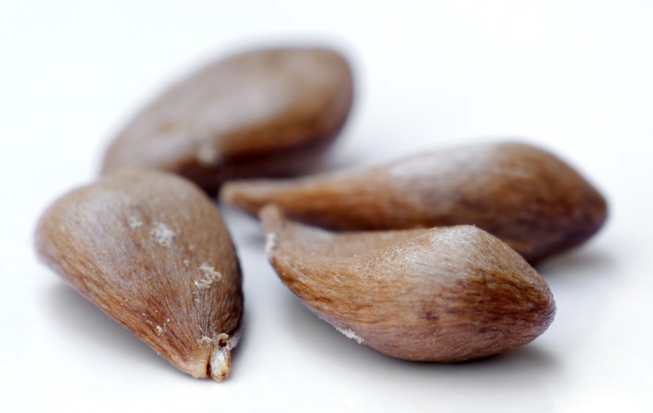 Apple seeds - variety Gala (aka)