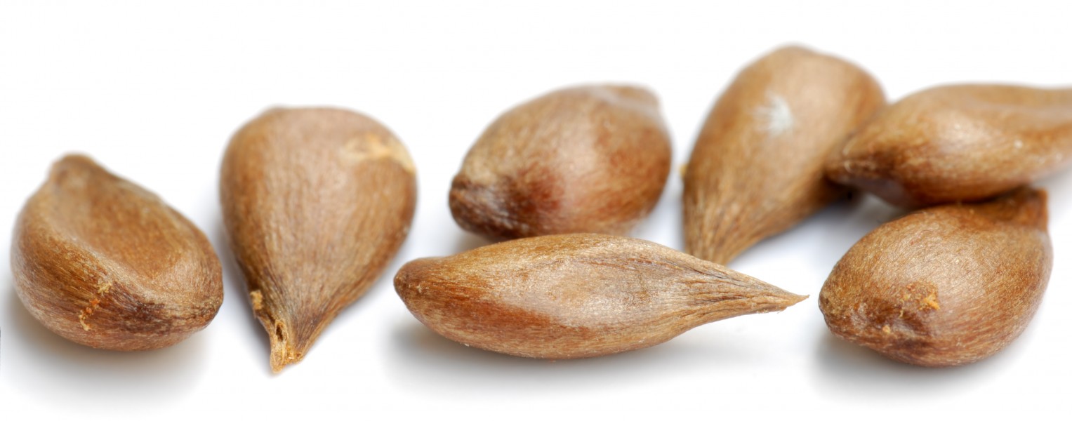 Apple seeds - variety Herrnhut (aka)