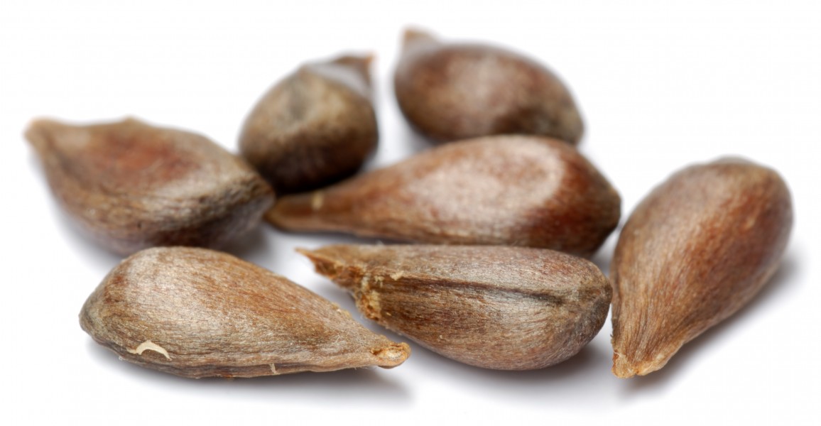 Apple seeds - variety Minister von Hammerstein (aka)