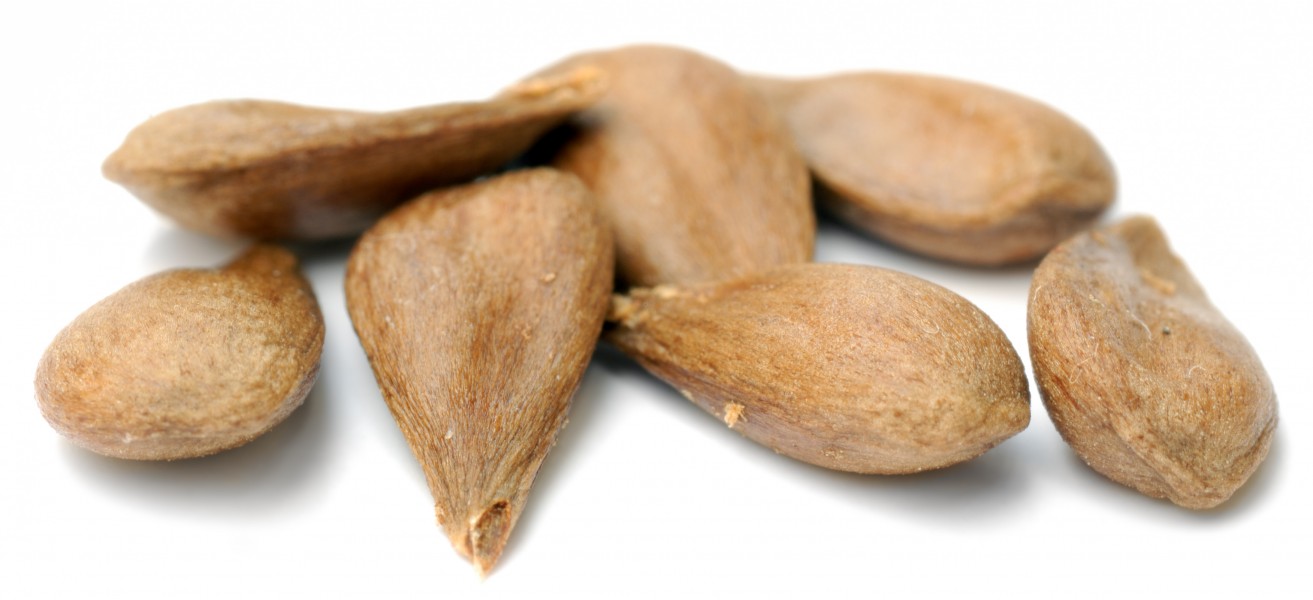Apple seeds - variety Oldenburg (aka)
